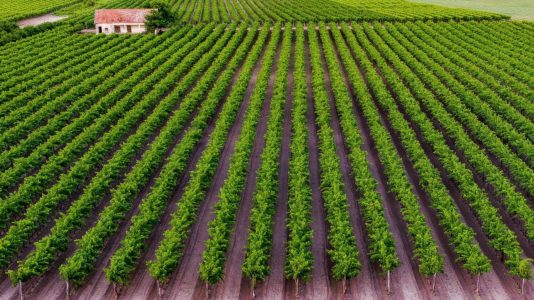 Soltvadkerti borászati termékek és a Szomolyai fekete cseresznye uniós oltalom alá került