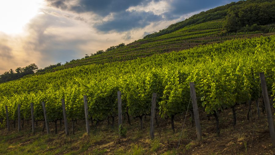 Az Egyesült Királyság 5,2 milliárd forint értékben importál magyar bort