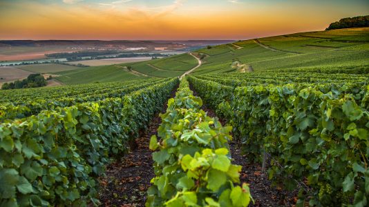 Több száz éves szőlőmagokból állítják össze a franciaországi Champagne történetét