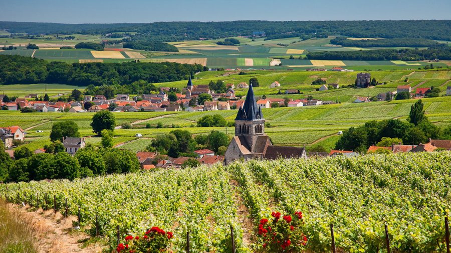Soron kívüli oltást kérnek a francia borászok, nehogy elveszítsék az ízlelésüket