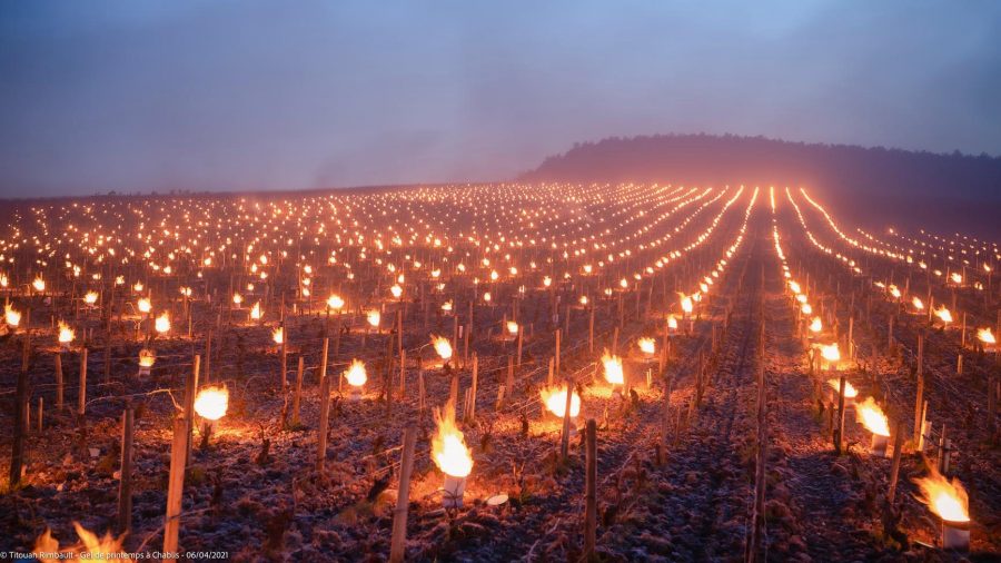 Lángoló fáklyákkal mentik Burgundiában a 2021-es szőlőtermést a fagytól